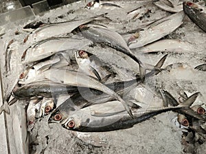 Torpedo Scad fishes on frozen ice cube.