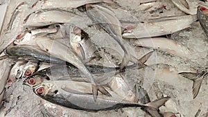 Torpedo Scad fishes on frozen ice cube.