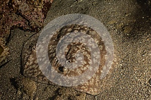 Torpedo sinuspersici in the Red Sea, israel