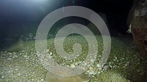 Torpedo sinuspersici On the seabed in the Red Sea