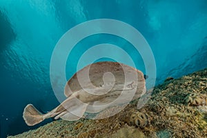 Torpedo sinuspersici On the seabed in the Red Sea