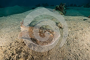 Torpedo sinuspersici On the seabed in the Red Sea