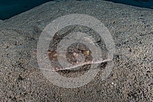 Torpedo sinuspersici On the seabed in the Red Sea