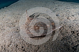 Torpedo sinuspersici On the seabed in the Red Sea