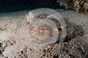 Torpedo sinuspersici On the seabed in the Red Sea