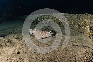 Torpedo sinuspersici On the seabed in the Red Sea