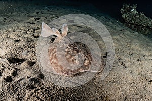 Torpedo sinuspersici On the seabed in the Red Sea