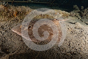 Torpedo sinuspersici On the seabed in the Red Sea