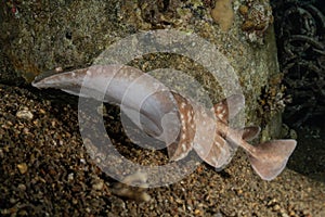 Torpedo sinuspersici On the seabed in the Red Sea