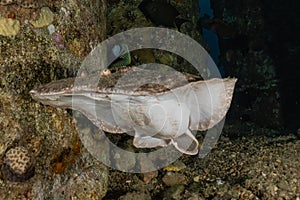 Torpedo sinuspersici On the seabed in the Red Sea