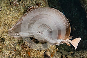 Torpedo sinuspersici On the seabed in the Red Sea