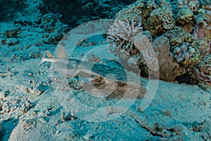 Torpedo sinuspersici On the seabed in the Red Sea