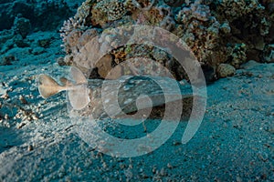 Torpedo sinuspersici On the seabed in the Red Sea