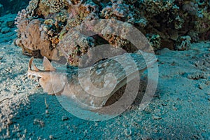 Torpedo sinuspersici On the seabed in the Red Sea