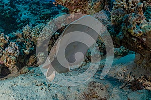 Torpedo sinuspersici On the seabed in the Red Sea