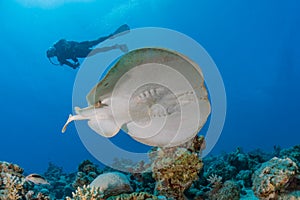 Torpedo sinuspersici On the seabed in the Red Sea