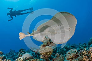 Torpedo sinuspersici On the seabed in the Red Sea