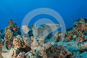 Torpedo sinuspersici On the seabed in the Red Sea