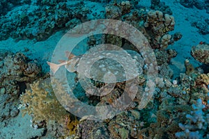 Torpedo sinuspersici On the seabed in the Red Sea