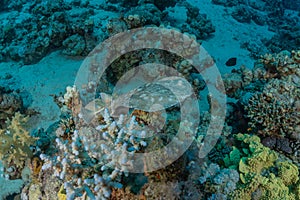 Torpedo sinuspersici On the seabed in the Red Sea