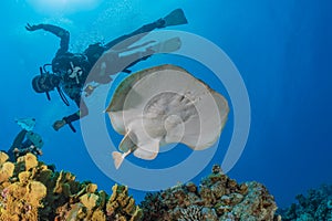 Torpedo sinuspersici On the seabed in the Red Sea