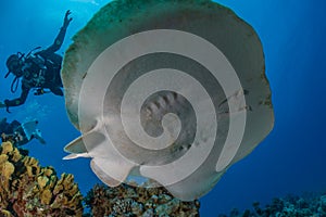 Torpedo sinuspersici On the seabed in the Red Sea