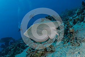 Torpedo sinuspersici On the seabed in the Red Sea