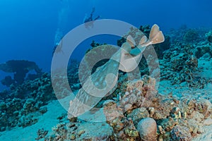 Torpedo sinuspersici On the seabed in the Red Sea