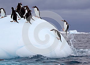 Torpedoing Gentoo Penguin photo