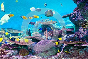 Torpical fishes at Seoul Coex Oceanarium photo