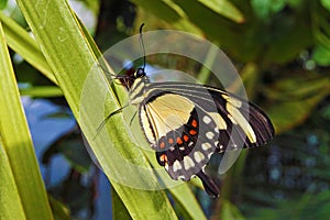 Torquatus swallowtail butterfly