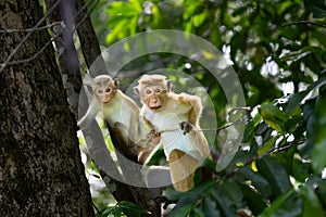 Torque macaque old world monkey on road