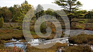 Torrance Barrens Conservation Reserve - Fall Colours