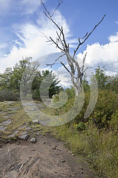 Torrance Barrens land  plants and sky