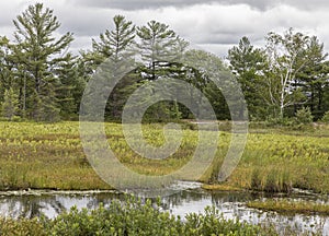 Torrance Barrens wetlands conservation Area in muskoka