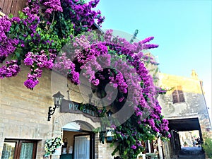 Torre di Palme town in Marche region, Italy. Purple bougainville, blue sky and ancient buildings