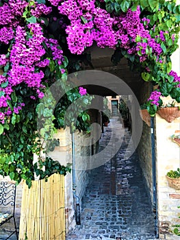 Torre di Palme town in Marche region. Italy. Purple bougainville, leaves, vintage path and fascination