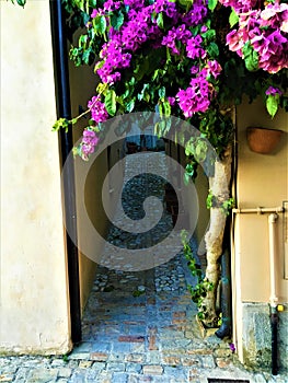 Torre di Palme town in Marche region. Italy. Purple bougainville, leaves, vintage path and fascination