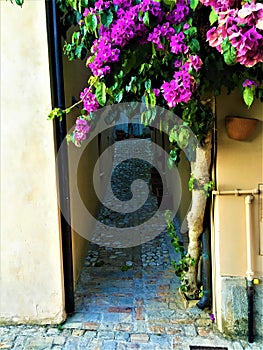 Torre di Palme town in Marche region. Italy. Purple bougainville, leaves, vintage path and fascination photo