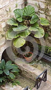 Torremolinos-Botanic Gardens-MOLINO DEL INCA