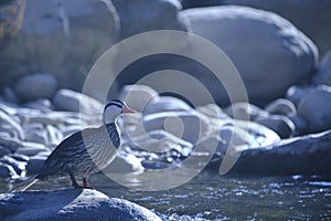 Torrent Duck (Merganetta armata