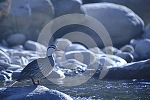 Torrent Duck (Merganetta armata photo