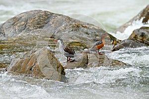 Torrent duck, Merganetta armata, pair of bird in the mountain river with stone. Rare duck from Ecuador. Wildlife scene from nature