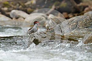 Torrent duck, Merganetta armata, pair of bird with young in mountain river with stone. Rare duck from Ecuador. Wildlife scene from