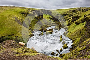 Torrent in the middle of a meadow in iceland with a sheep