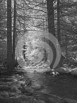 Torrent in a wood of spruce-trees photo