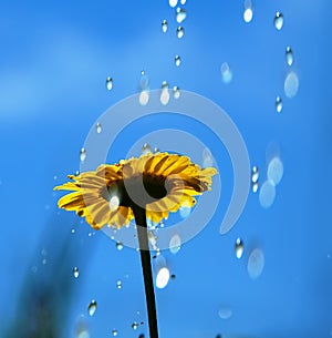 Torrential rain over the yellow Daisy
