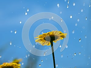 Torrential rain over the yellow Daisy