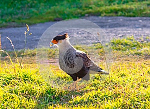 Torres del Paine, Chile, Patagonia: Bird of the Caracara or Cara