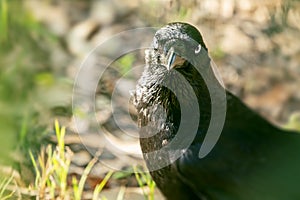 Australian Crow photo